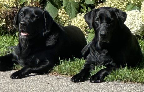 Mascots Of Black Dog Orchard - Channel One