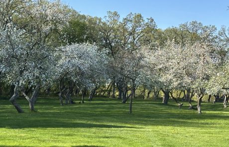 Orchard Image - Channel One
